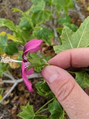 Malva assurgentiflora glabra