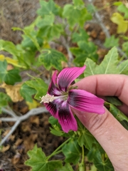 Malva assurgentiflora glabra