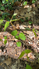 Lonicera canadensis