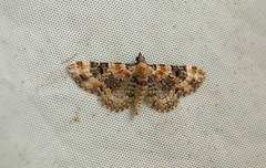 Eupithecia pulchellata