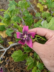 Malva assurgentiflora glabra