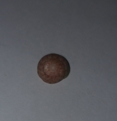 Steromphala divaricata