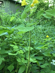 Oxalis illinoensis