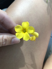 Oxalis illinoensis