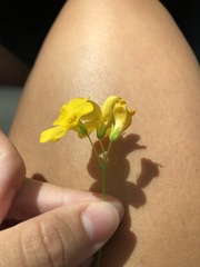 Oxalis illinoensis