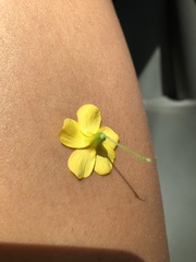 Oxalis illinoensis