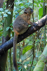 Prolemur simus