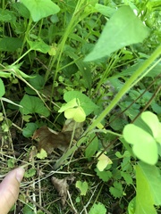 Oxalis illinoensis