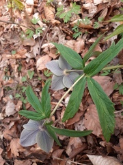 Helleborus purpurascens