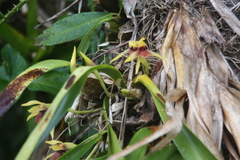 Maxillaria cucullata
