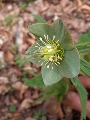 Helleborus purpurascens