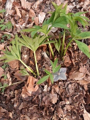 Helleborus purpurascens
