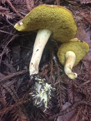 Boletus subtomentosus image