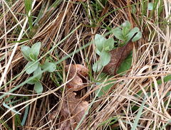 Sericocarpus rigidus