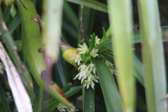 Maxillaria tonsoniae