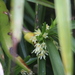 Maxillaria tonsoniae - Photo (c) Cesar Lezama, algunos derechos reservados (CC BY-NC), subido por Cesar Lezama