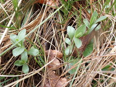 Sericocarpus rigidus