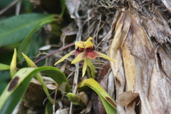 Maxillaria cucullata