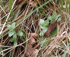 Sericocarpus rigidus