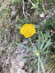 Ranunculus gramineus