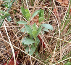 Sericocarpus rigidus