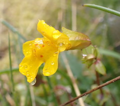 Erythranthe microphylla