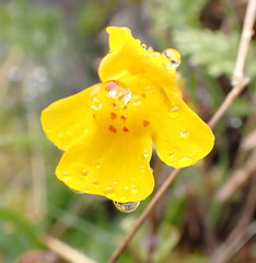 Erythranthe microphylla
