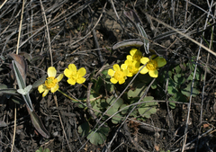 Ranunculus polyrhizos