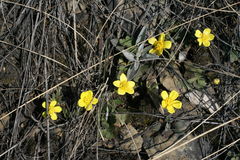 Ranunculus polyrhizos
