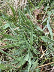 Plantago lanceolata