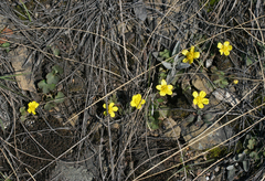 Ranunculus polyrhizos