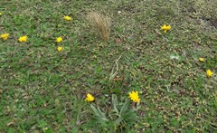 Hypochaeris sessiliflora