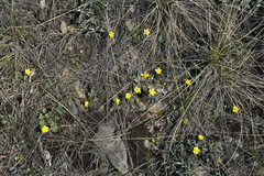 Ranunculus polyrhizos