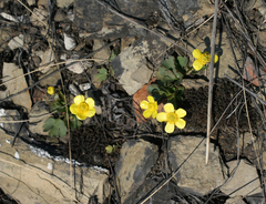 Ranunculus polyrhizos