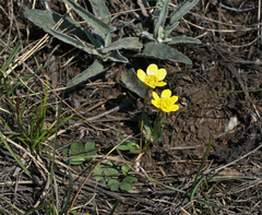 Ranunculus polyrhizos
