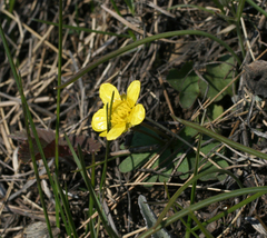 Ranunculus polyrhizos