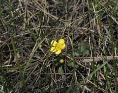 Ranunculus polyrhizos