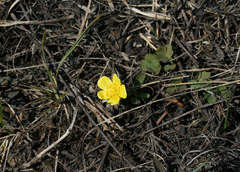 Ranunculus polyrhizos