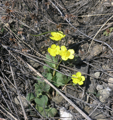 Ranunculus polyrhizos