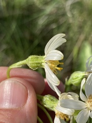 Senecio integerrimus ochroleucus
