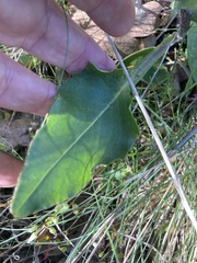 Senecio integerrimus ochroleucus