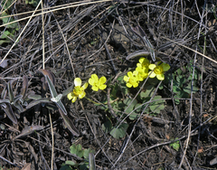 Ranunculus polyrhizos