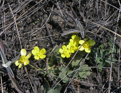 Ranunculus polyrhizos