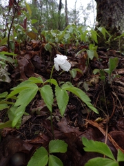 Anemonoides lancifolia