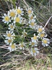 Senecio integerrimus ochroleucus