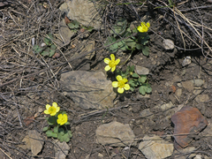 Ranunculus polyrhizos