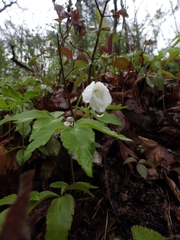 Anemonoides lancifolia