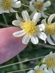 Senecio integerrimus ochroleucus