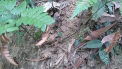 Arachniodes pseudoaristata