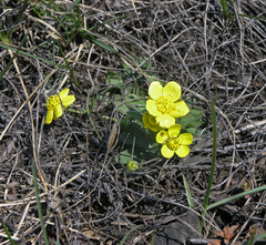 Ranunculus polyrhizos